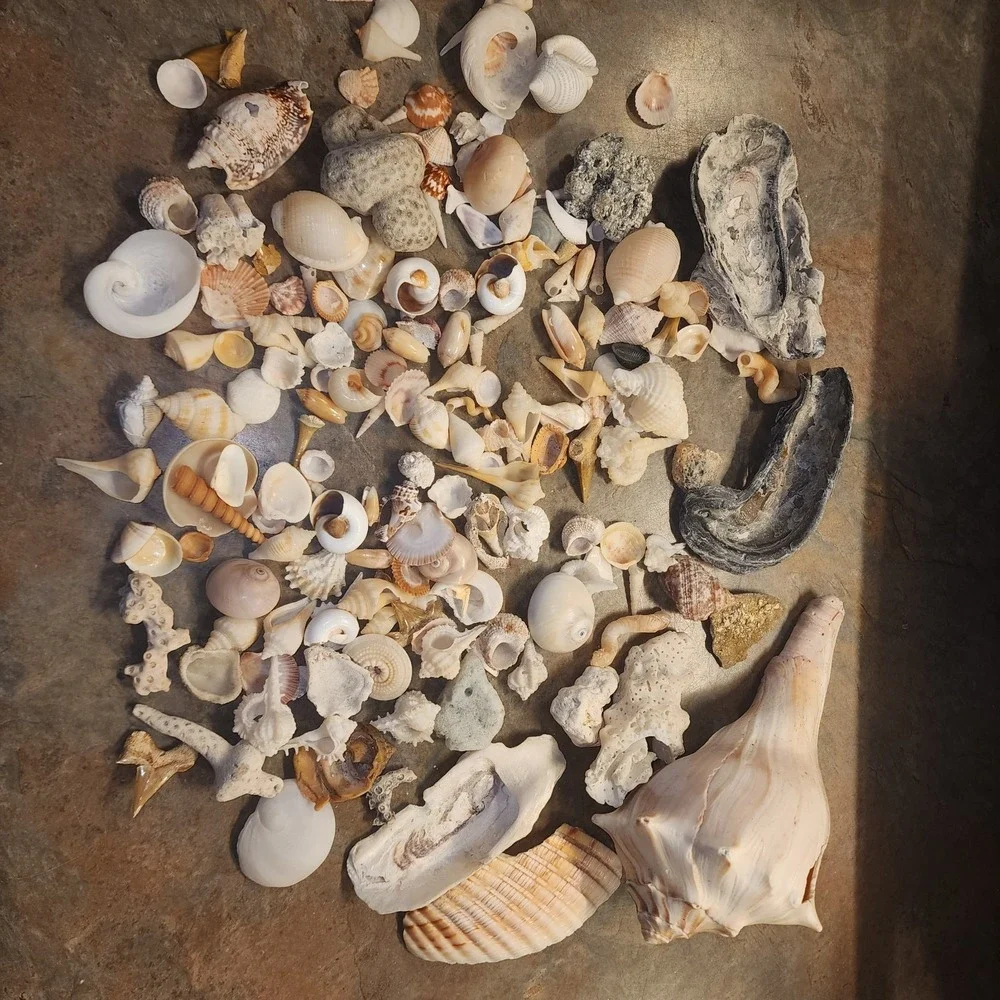 Beautiful Sea Shells Lot- Some Unique & Rare Shark teeth Aquarium Nautical Decor